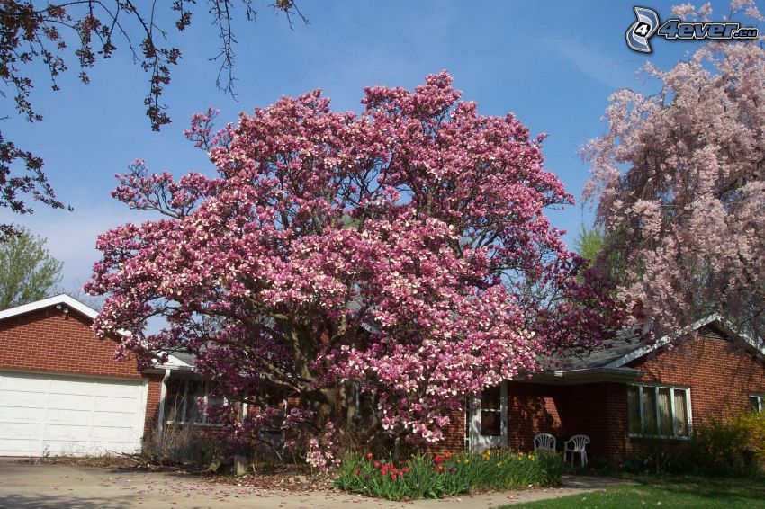 magnolia, maisons