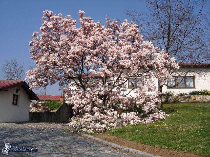 magnolia, maisons