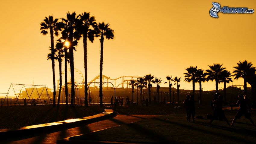 palmiers, parc d'attractions, Grande roue, silhouettes d'arbres, Santa Monica