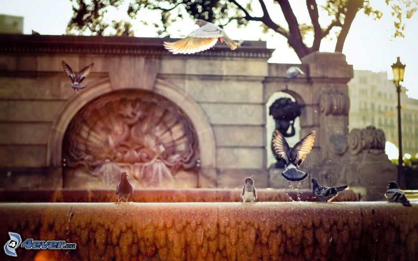 pigeons, fontaine