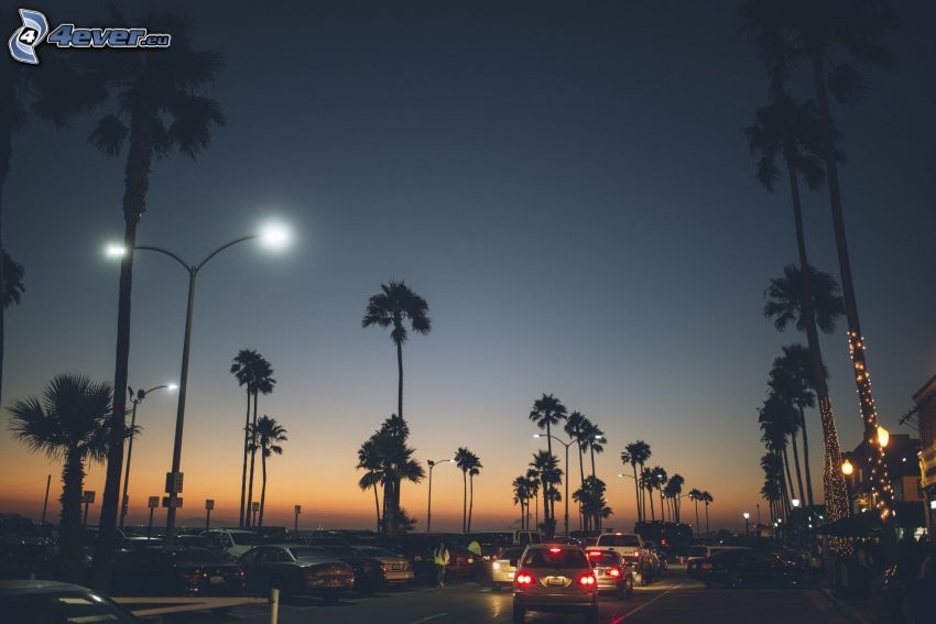 route de nuit, embouteillage, lampadaires, palmiers