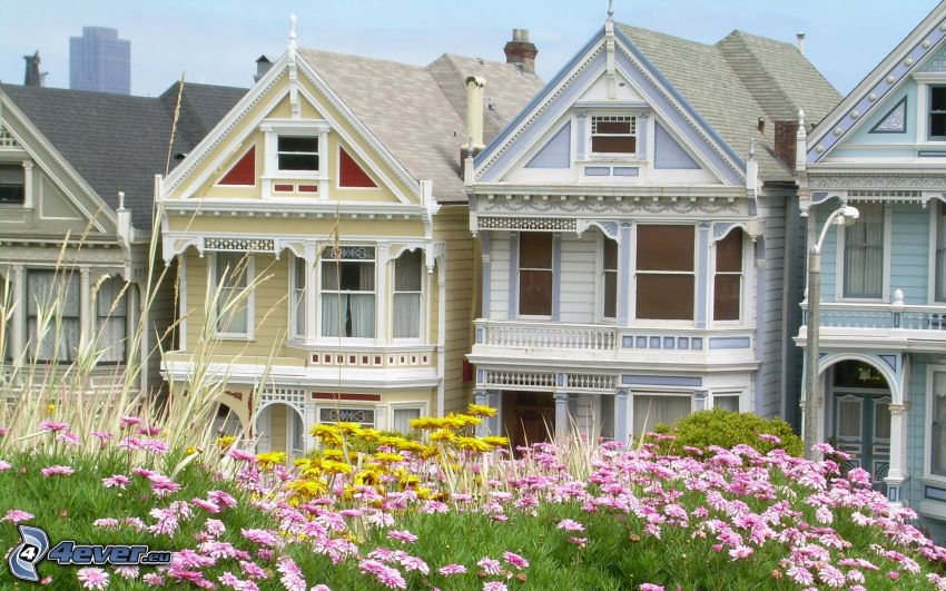 San Francisco, maisons de ville, fleurs roses, fleurs jaunes