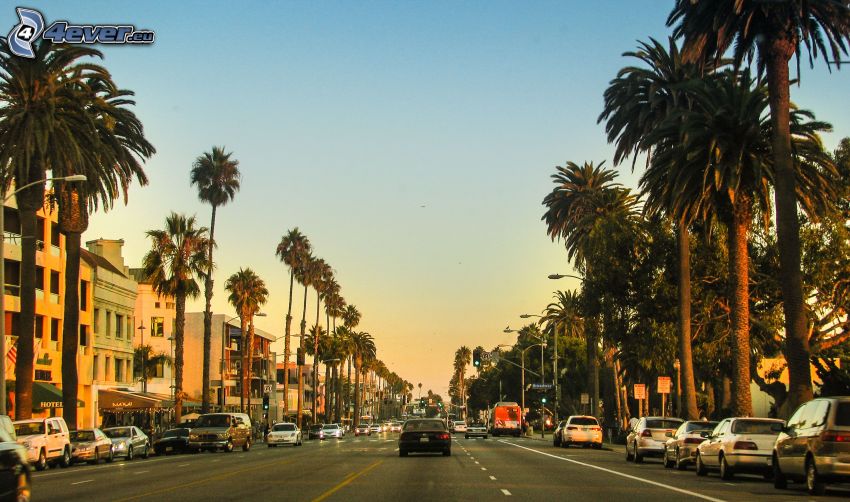 Santa Monica, rue, palmiers