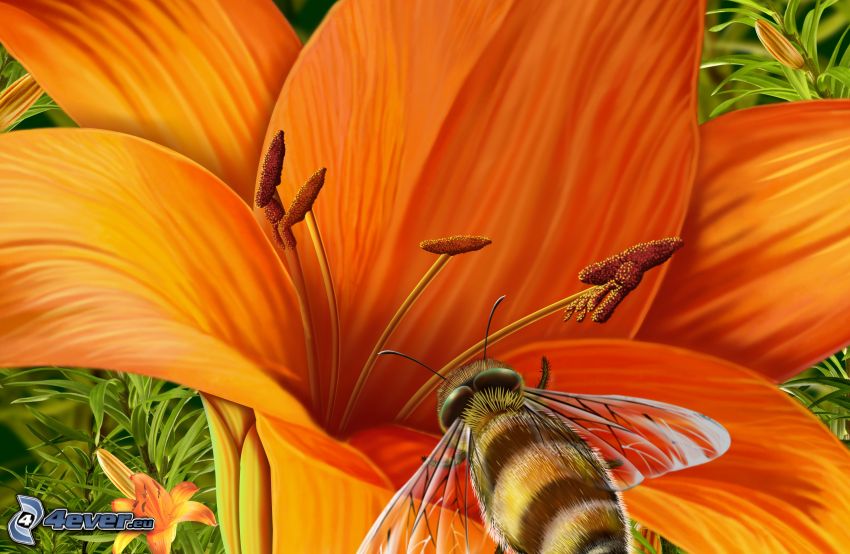 abeille sur une fleur, lys