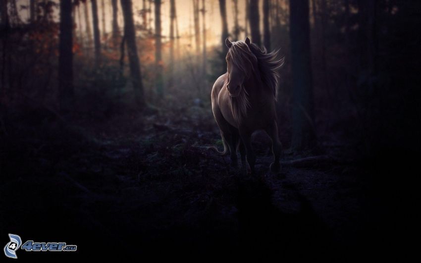 cheval, forêt
