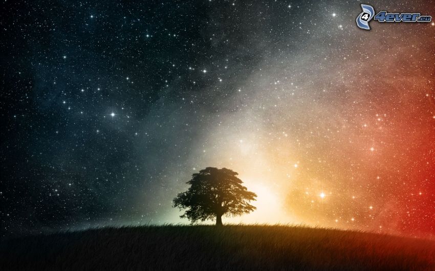 arbre solitaire, univers