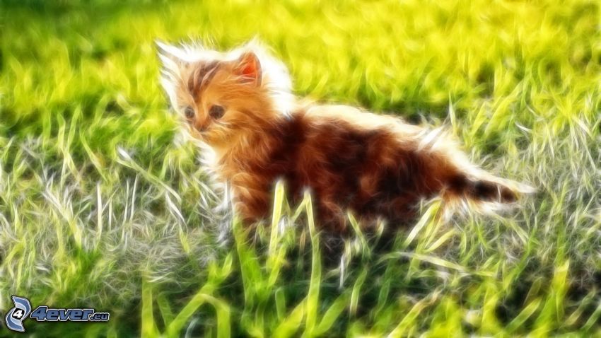 chat fractal, chat dans l'herbe, chaton poilu