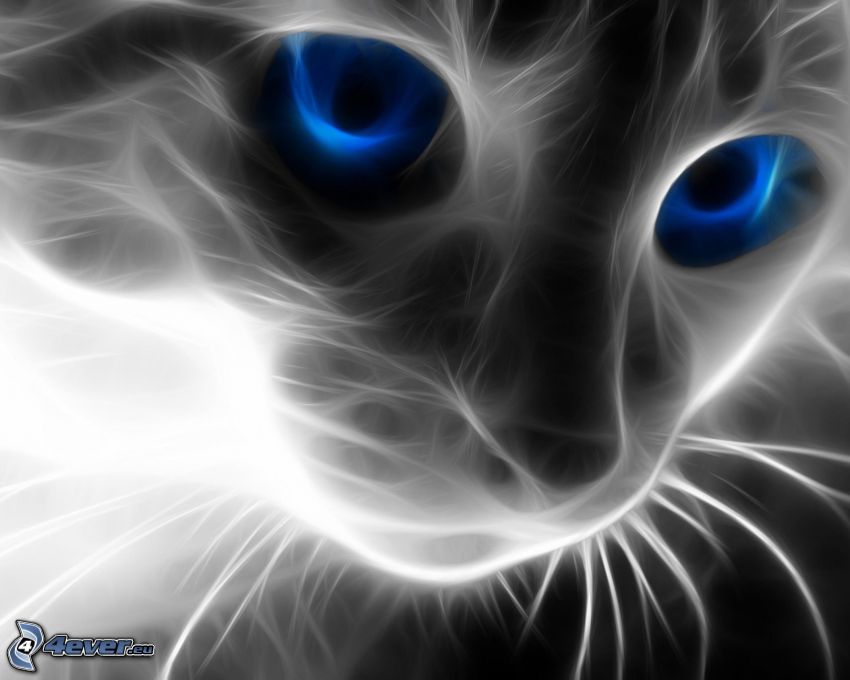 chat fractal, yeux bleus, regard