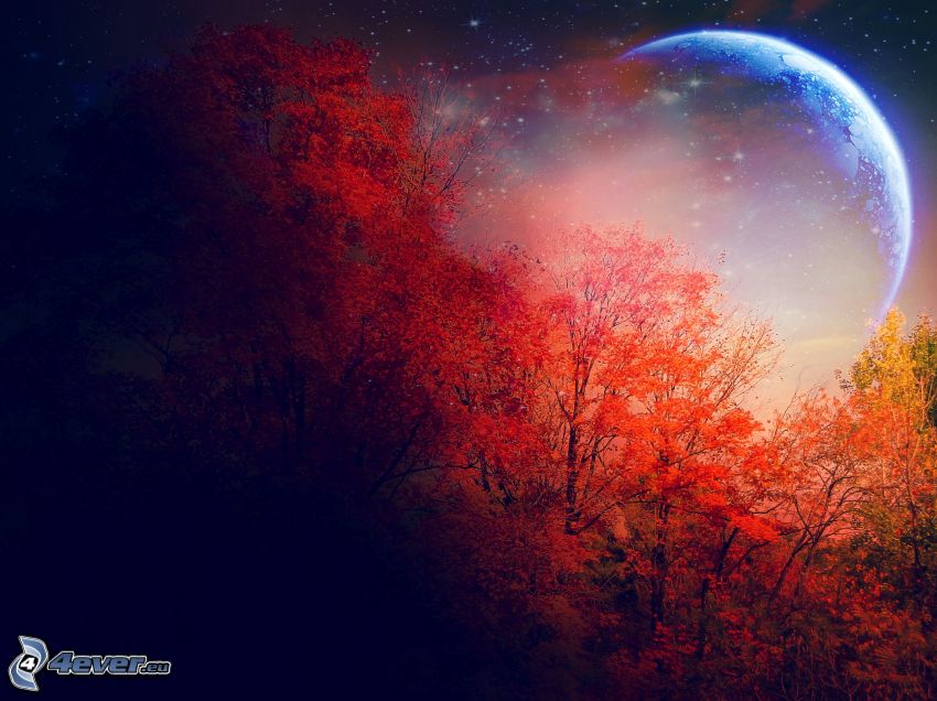 lune, bois d'automne coloré