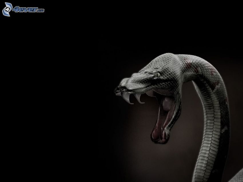 serpent, attaque