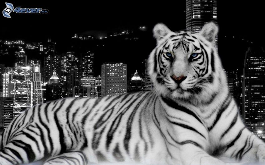 tigre blanc, ville, nuit