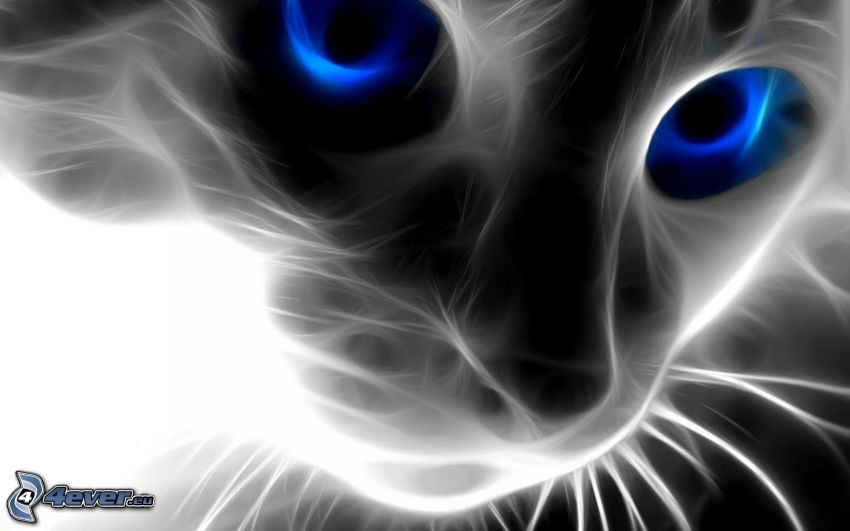 visage de chat, chat fractal