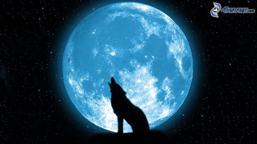 hurlement du loup, silhouette, lune, ciel étoilé