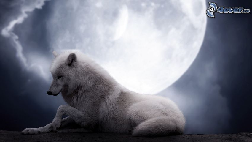 loup blanc, lune pleine