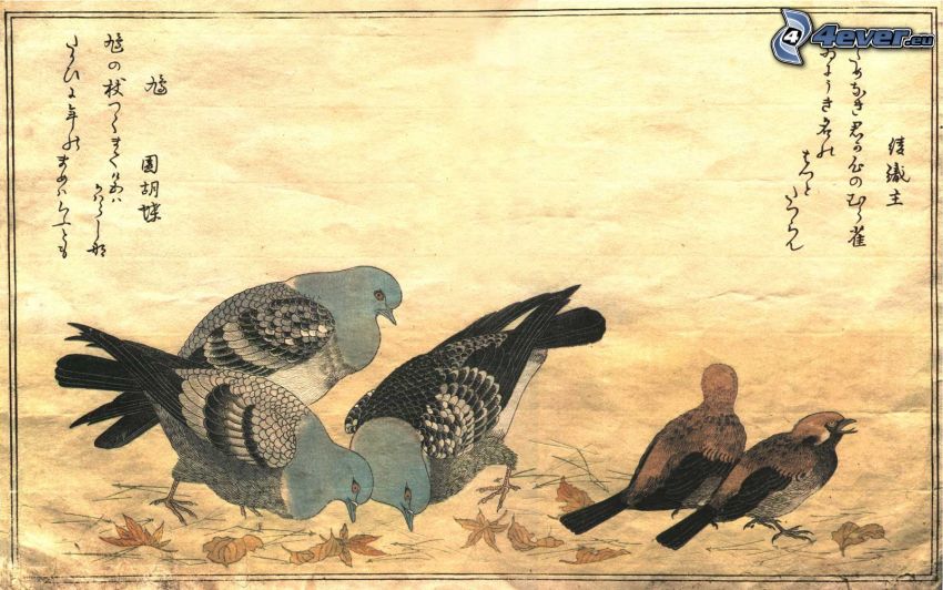 oiseaux, pigeons