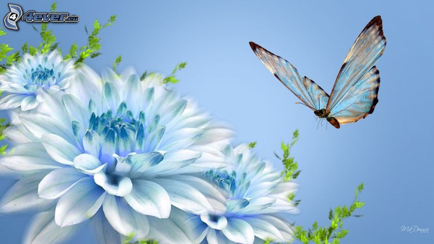papillon, fleurs bleues