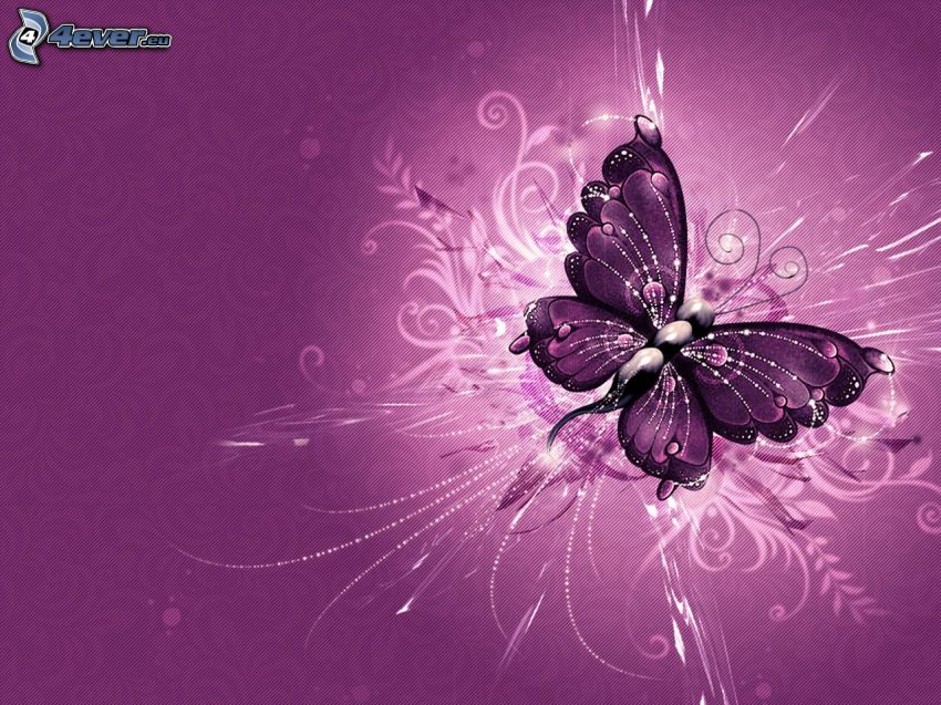 papillon, lignes blanches, le fond violet