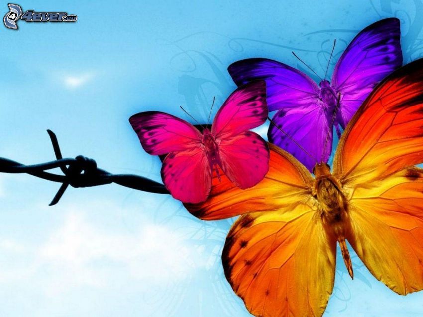 papillons colorés