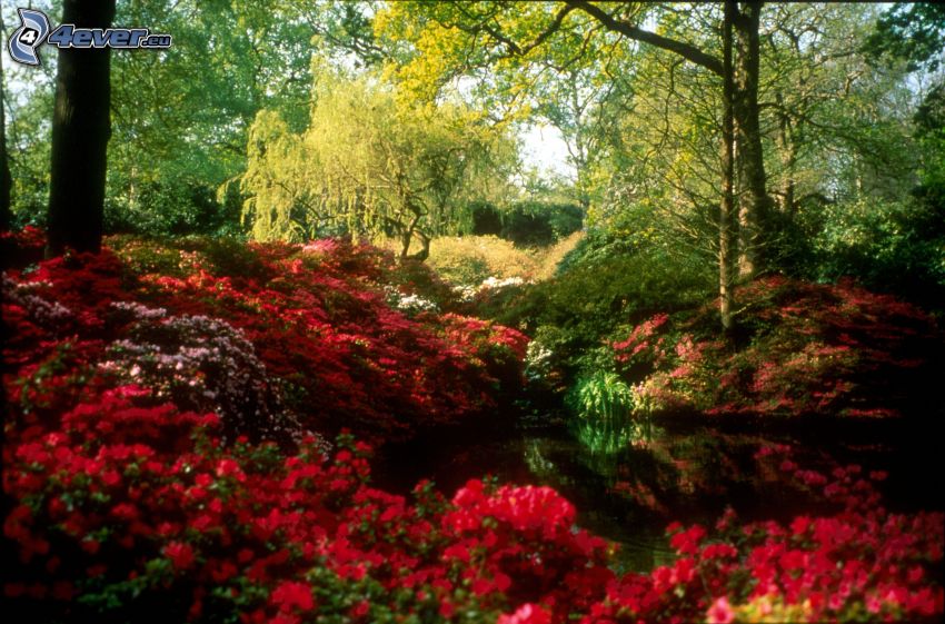 paysage en printemps, fleurs rouges