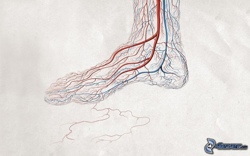 pied, nerfs, vaisseaux, veines
