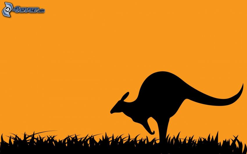 silhouette des kangourous