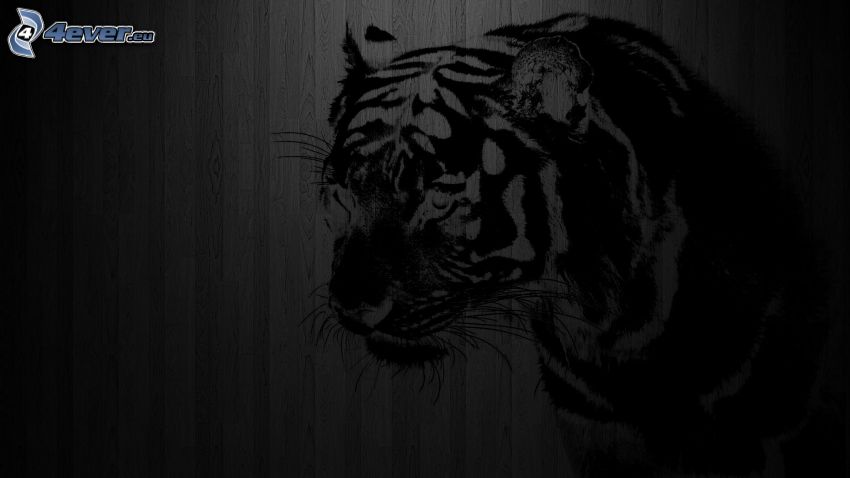 tigre, dessin, mur