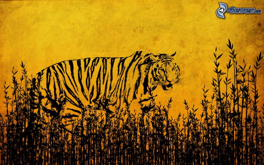 tigre, l'herbe