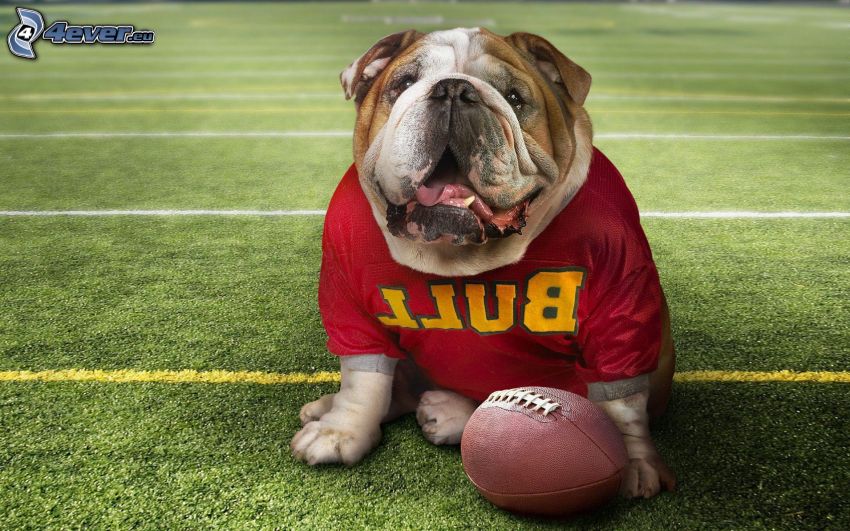 Bulldog anglais, chandail, balle, terrain de football
