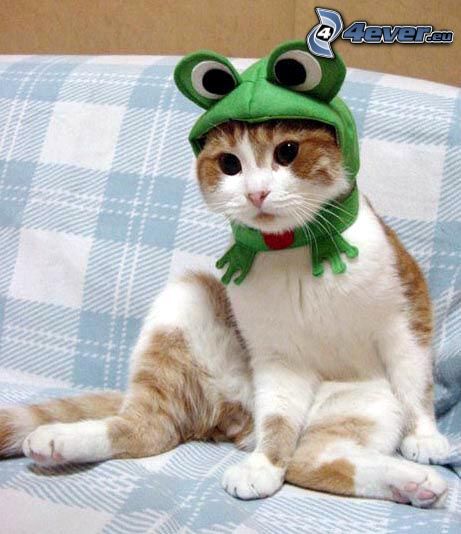chat, grenouille, costume
