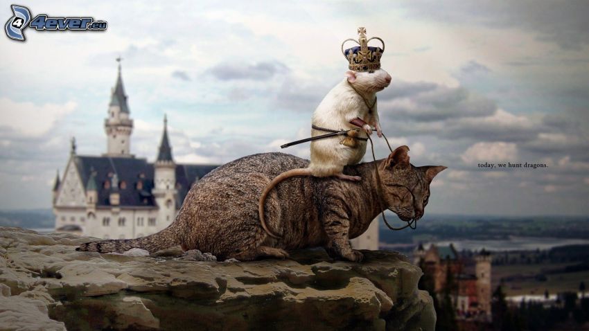 chat, rat, couronne, rocher, roi, château de Neuschwanstein