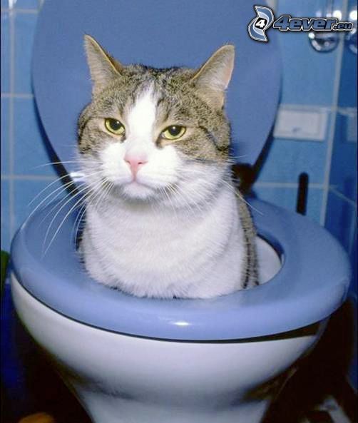 chat dans les toilette, WC