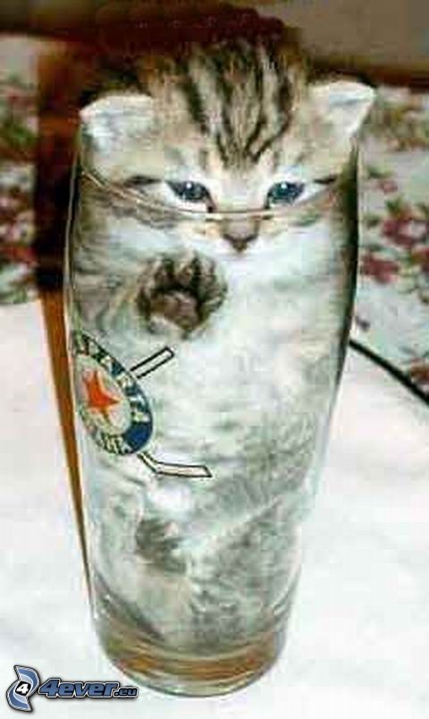 chat dans un verre