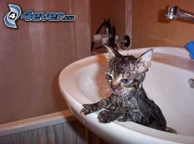 chat mouillé, lavabo