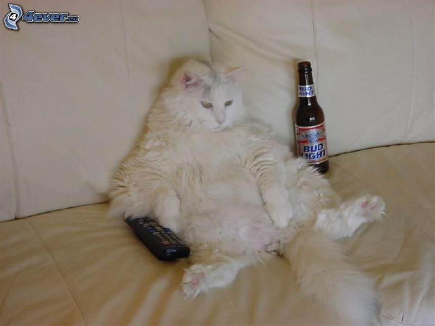 chat paresseux, confort, bière