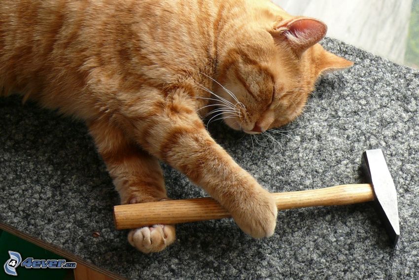 chat tacheté, marteau