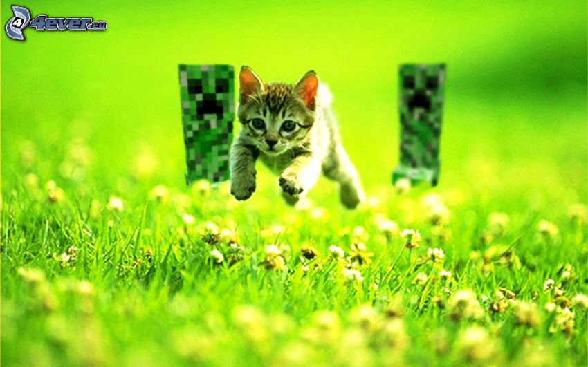 chaton, saut, Creeper, des monstres, Minecraft, l'herbe