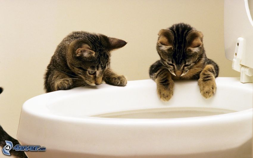 chatons, toilette