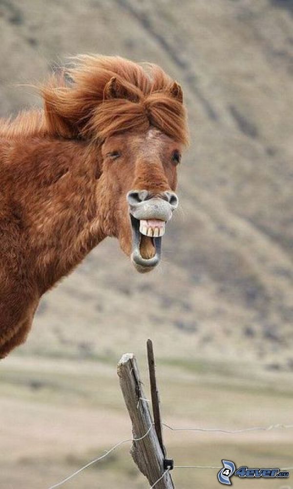 cheval heureux, clôture, dents