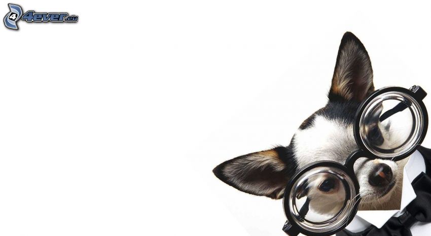 Chihuahua, lunettes