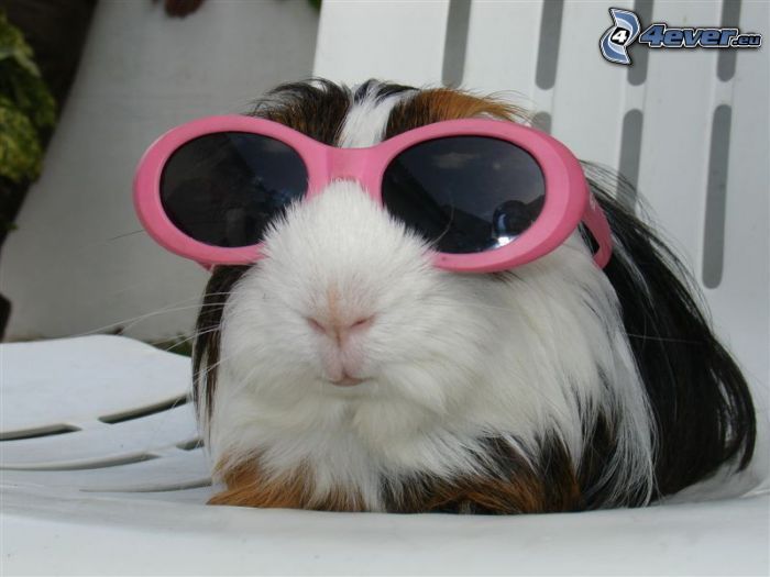 cochon d'Inde, lunettes de soleil