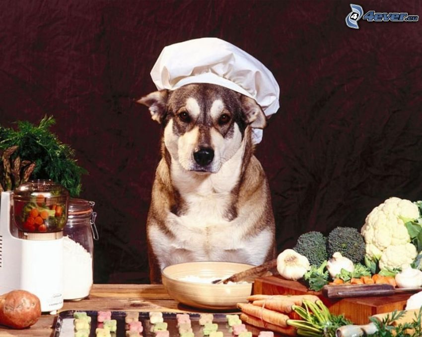cuisinier, chien