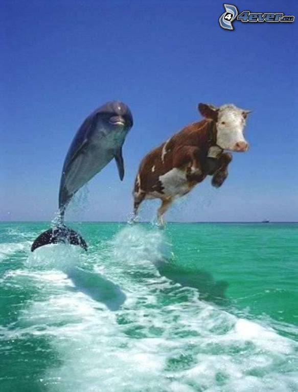 dauphin sautant, vache, mer verte