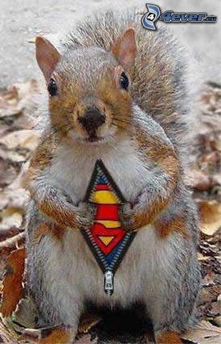 écureuil, Superman