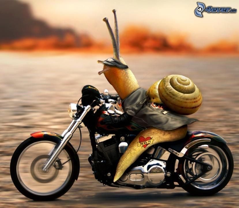 escargot, moto, veste en cuir, la vitesse