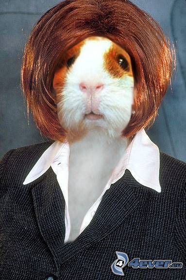 femme, hamster