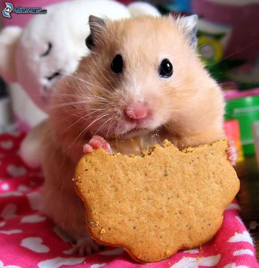 hamster, pain d'épice