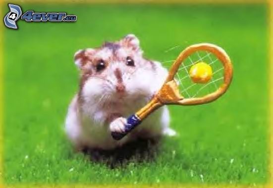 hamster, tennis