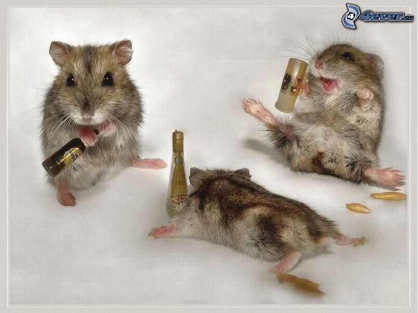 hamsters, alcool, divertissement