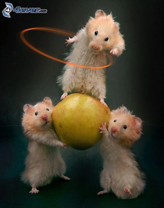 hamsters, danse, pomme