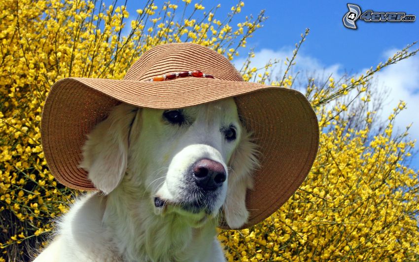 Labrador, chapeau, pluie d'or